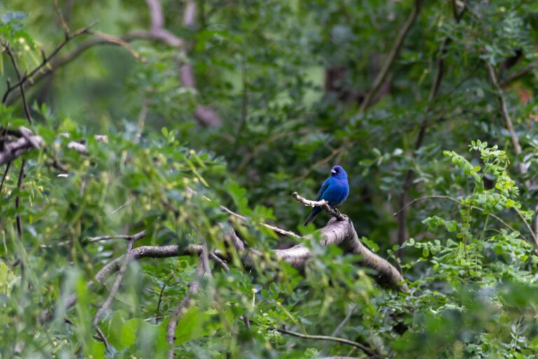 Accipiters, Songbirds, and Pollinators: Learning about God as a Novice Birder