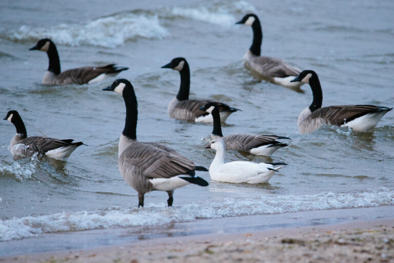 A few moments with a Snow Goose.